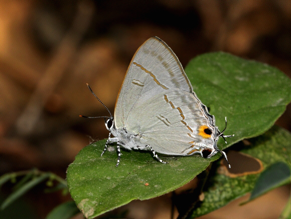 Hypolycaena erylus Buxa, West Bengal, India – Adrian Hoskins