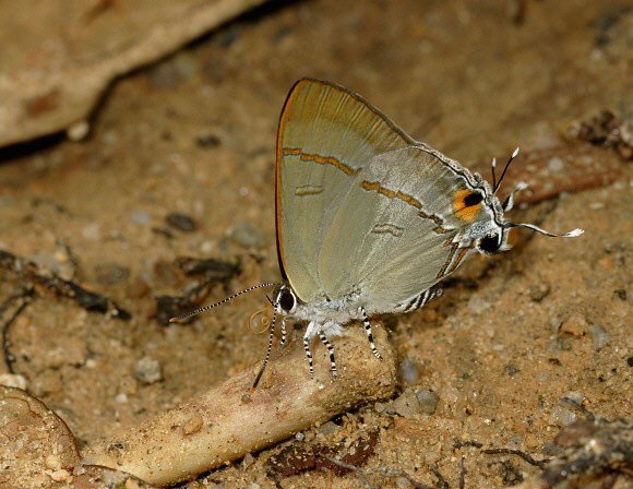 Hypolycaena erylus – Adrian Hoskins