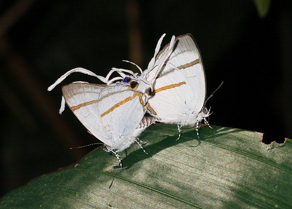 Hypolycaena hatita, Kakum, Ghana – Adrian Hoskins