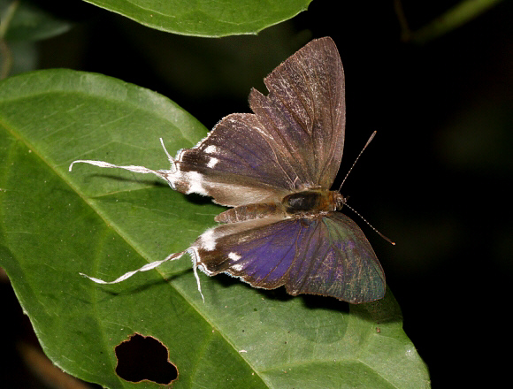 Hypolycaena nigra, male, Bunso, Ghana – Adrian Hoskins