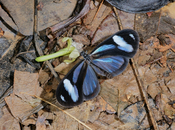 Illinissa Glasswing