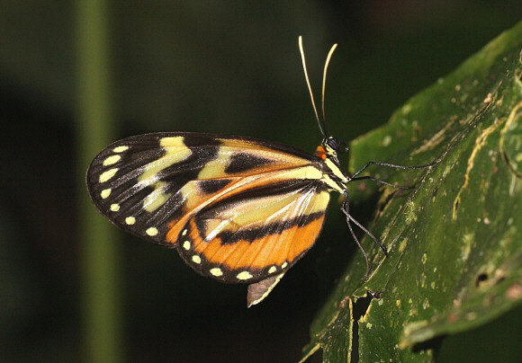 Common Glassy Tiger