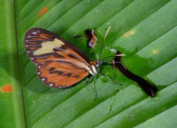 Cantobrica Tiger