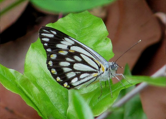 Australian Caper White