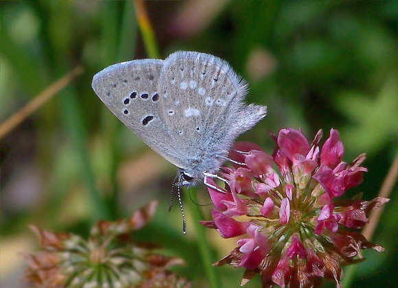 Boisduval’s Blue