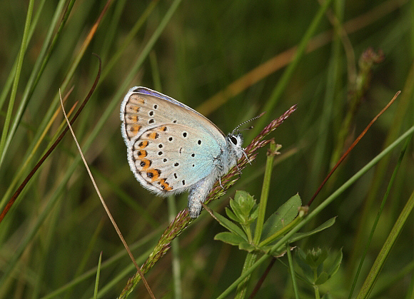 Idas%20Blue%20unsPBJ001a - Learn Butterflies