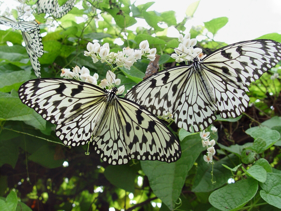 Paper Kite