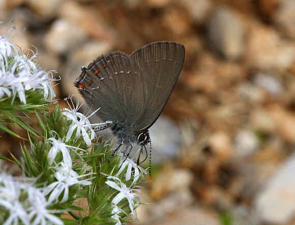 Ilex Hairstreak