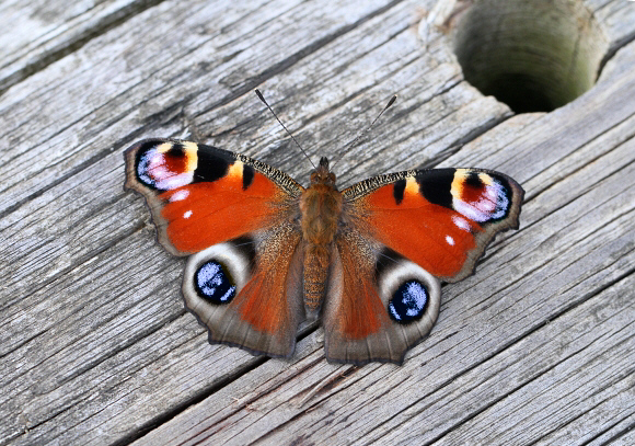 Inachis%20io%201169 002b - Learn Butterflies