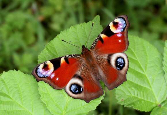 Inachis%20io%201238 002b - Butterflies Store