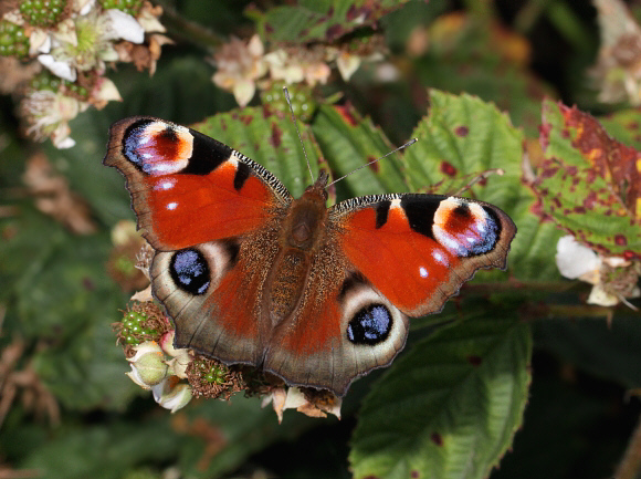 Inachis%20io%206648 001a - Learn Butterflies