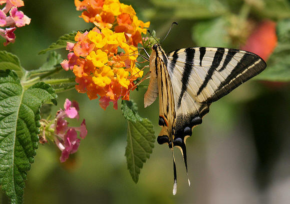 Scarce Swallowtail