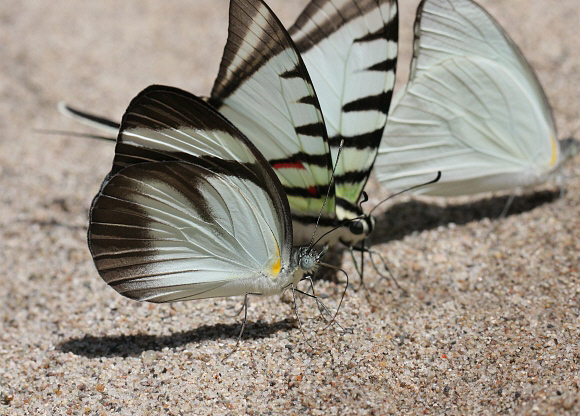 Black-banded White