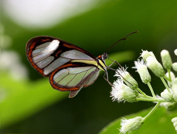 Agnosia Glasswing