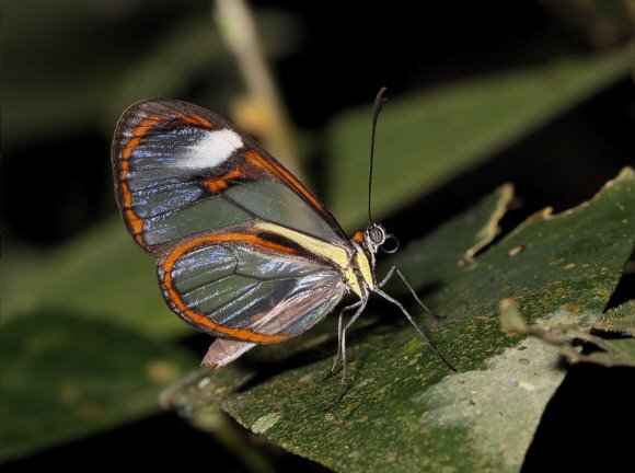 Ithomia agnosia, Satipo, Peru - Adrian Hoskins