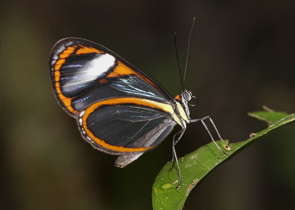 Ithomia arduinna, female, Satipo, Peru – Adrian Hoskins