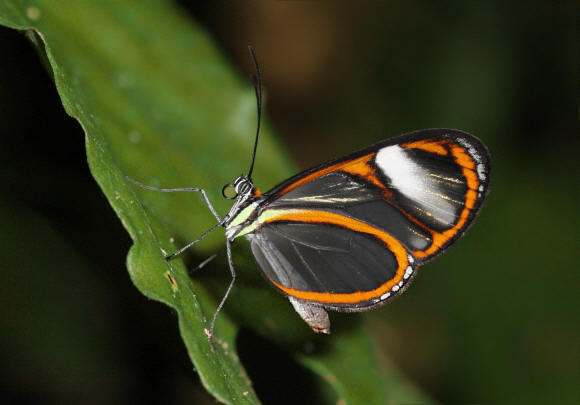 Ithomia arduinna, female, Satipo, Peru – Adrian Hoskins