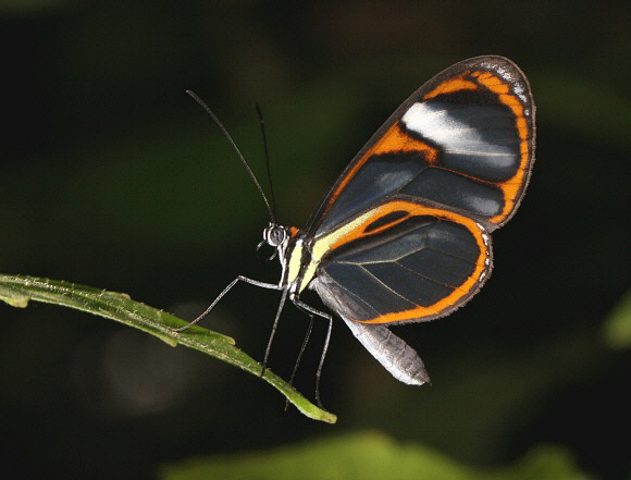 d’Almeida’s Glasswing