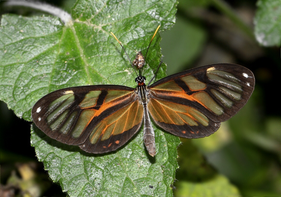 Ithomia avella cesleria Medellin, Colombia – Adrian Hoskins