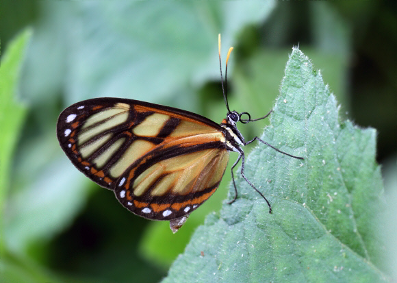 Avella Glasswing