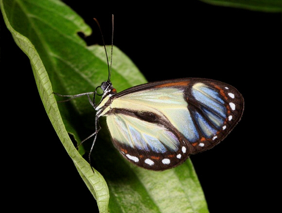 Milky Glasswing