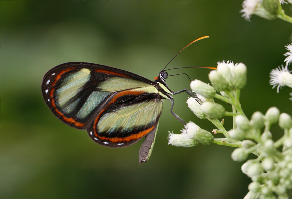 Ithomia salapia male, Rio Pindayo, Peru - Adrian Hoskins