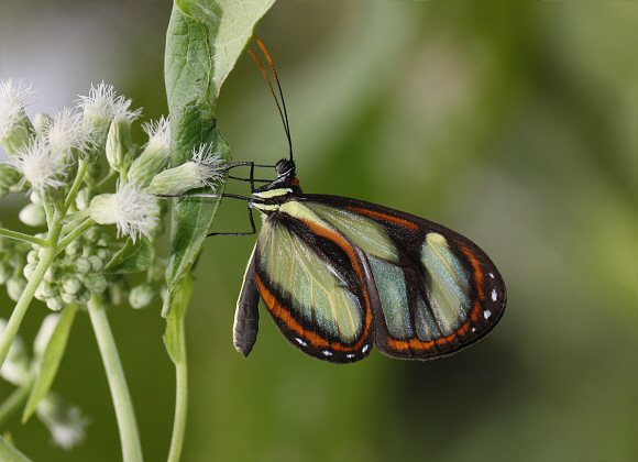 Salapia Glasswing