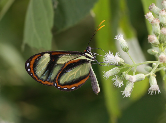 Ithomia salapia male, Rio Pindayo, Peru - Adrian Hoskins