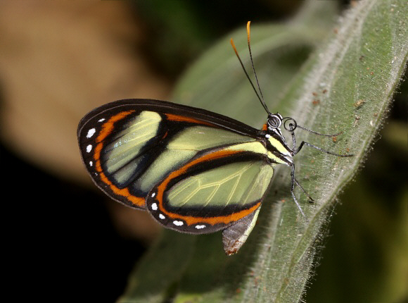 Ithomia salapia female, Rio Shima, Peru - Adrian Hoskins