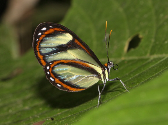 Ithomia salapia female, Satipo, Peru - Adrian Hoskins