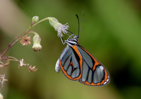 Beautiful Glasswing