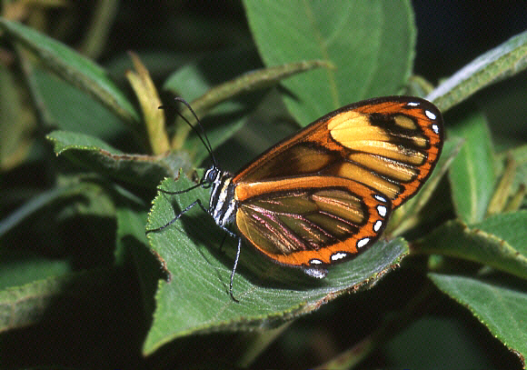 Veia Glasswing