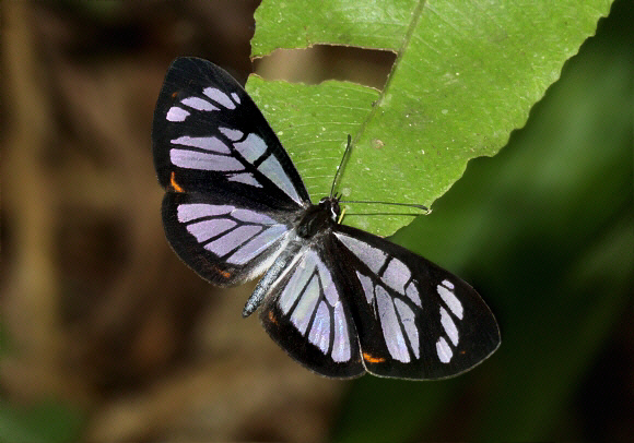 Ithomiola%20floralis%20celtilla%205176 001a - Learn Butterflies