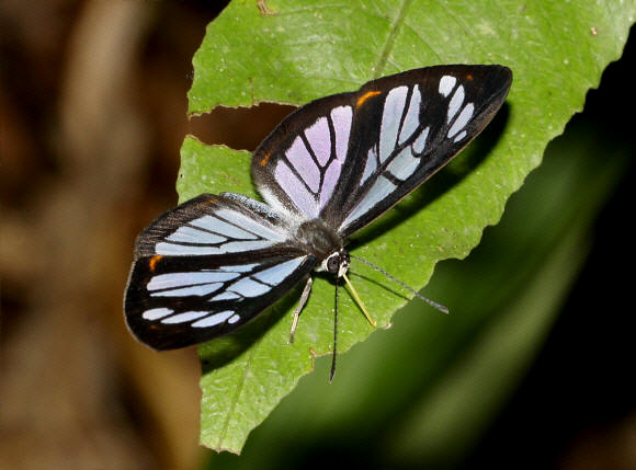 Glasswing Mimic