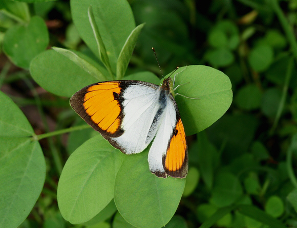 Ixias marianne, male, Bundala, Sri Lanka - Adrian Hoskins