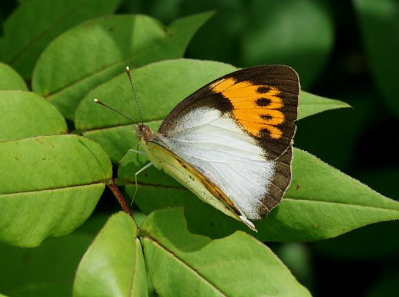 Ixias marianne, female, Bundala, Sri Lanka - Adrian Hoskins