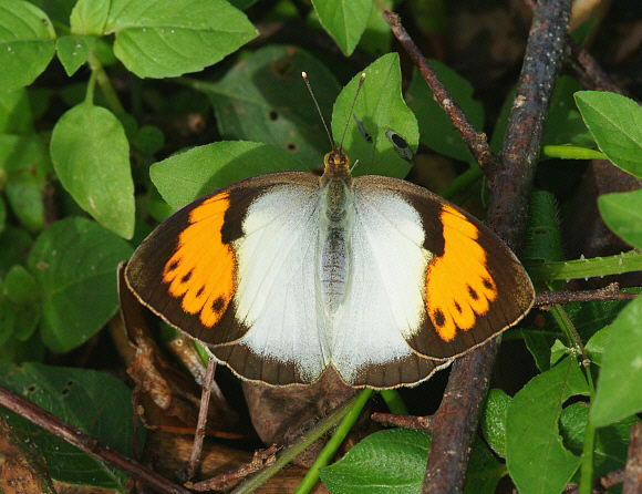 White Orange-tip