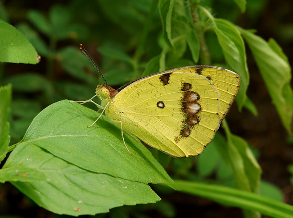 Ixias marianne, male, wet season form, Bundala, Sri Lanka - Adrian Hoskins