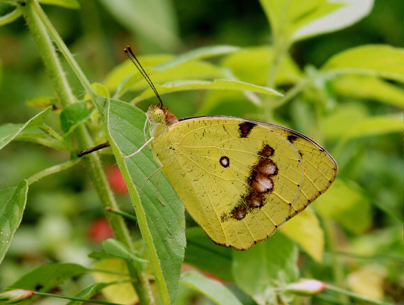 Ixias marianne, wet season form, Bundala, Sri Lanka - Adrian Hoskins