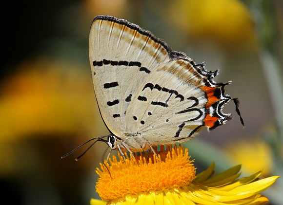 Imperial Hairstreak