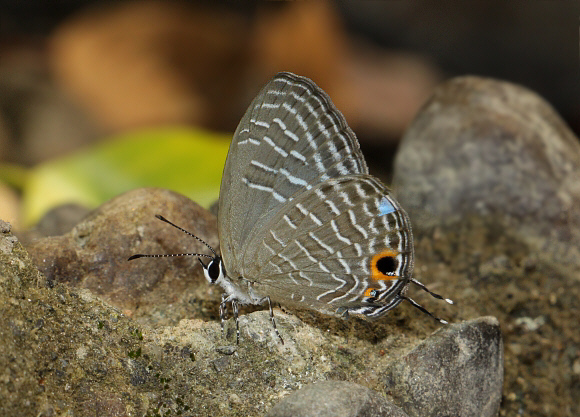 Metallic Caerulean