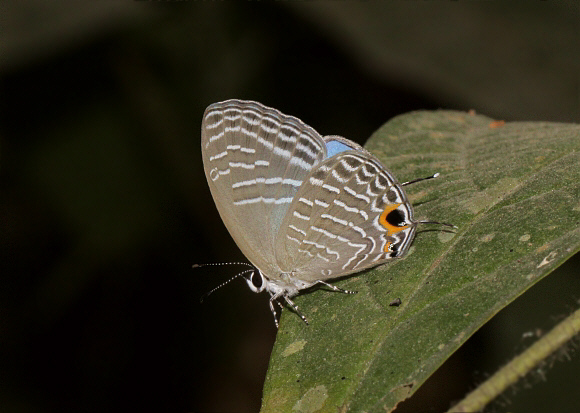 Jamides alecto, Chilapata, West Bengal, India - Adrian Hoskins