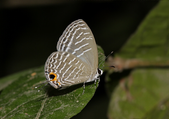 Jamides alecto, Chilapata, West Bengal, India - Adrian Hoskins