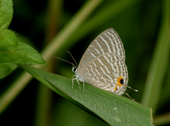 Common Caerulean