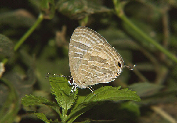 Jamides celeno, ( dry season form ) Orissa, India - Haraprasan Nayak