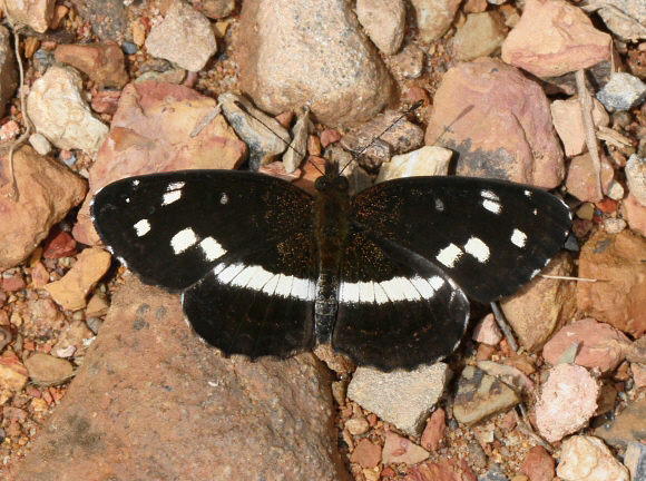 Colombian Crescent