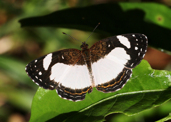 Whitened Crescent