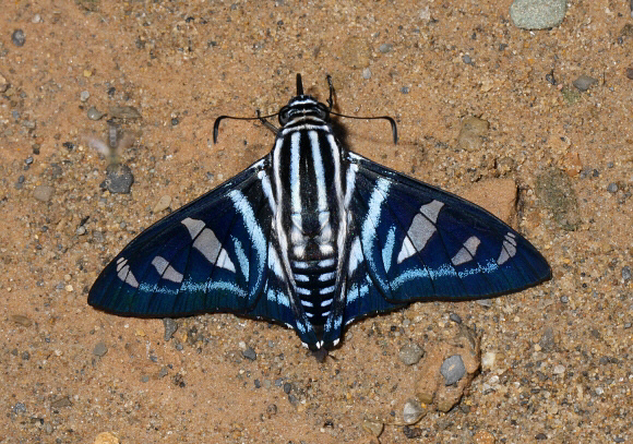 Jemadia fallax, Satipo, Peru by Adrian Hoskins