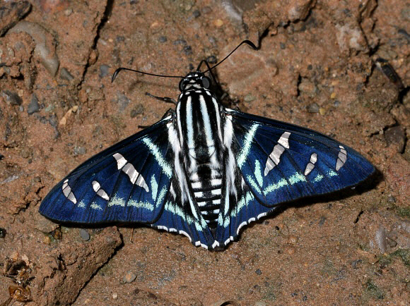 Jemadia hewitsonii, Satipo, Peru by Adrian Hoskins