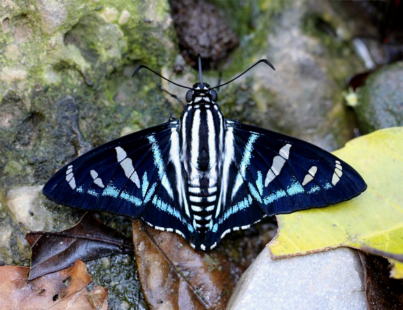 Hewitson’s Sabre-wing